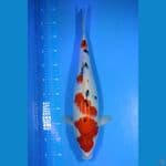 Sanke 50cm Female