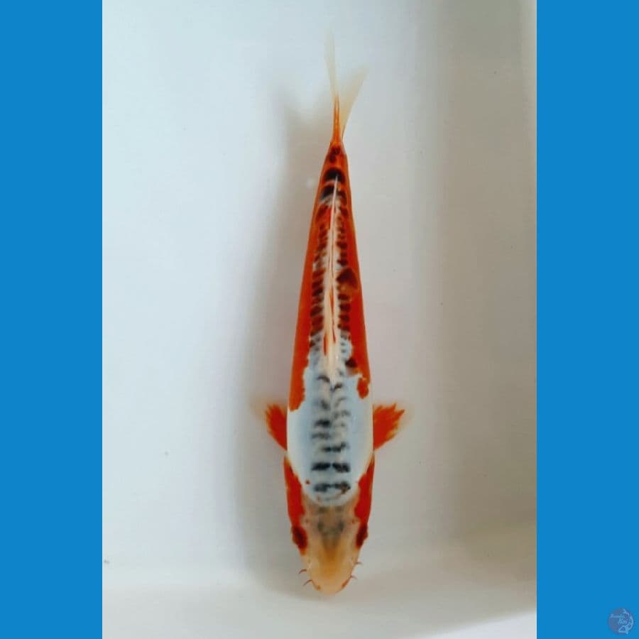 Shusui 25cm