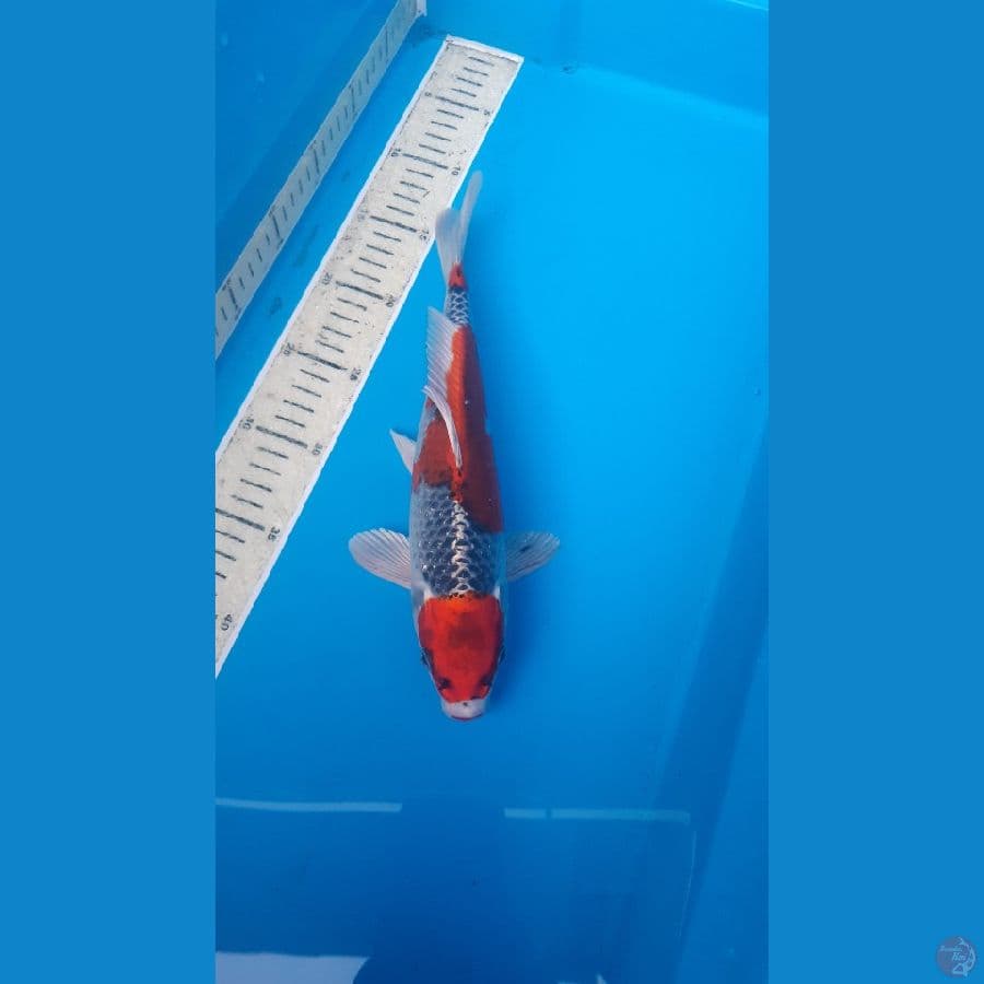 Maruten Kujaku