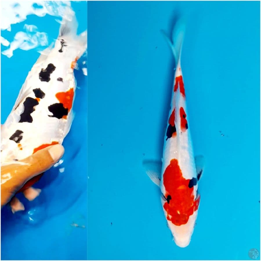 benikumon 25cm