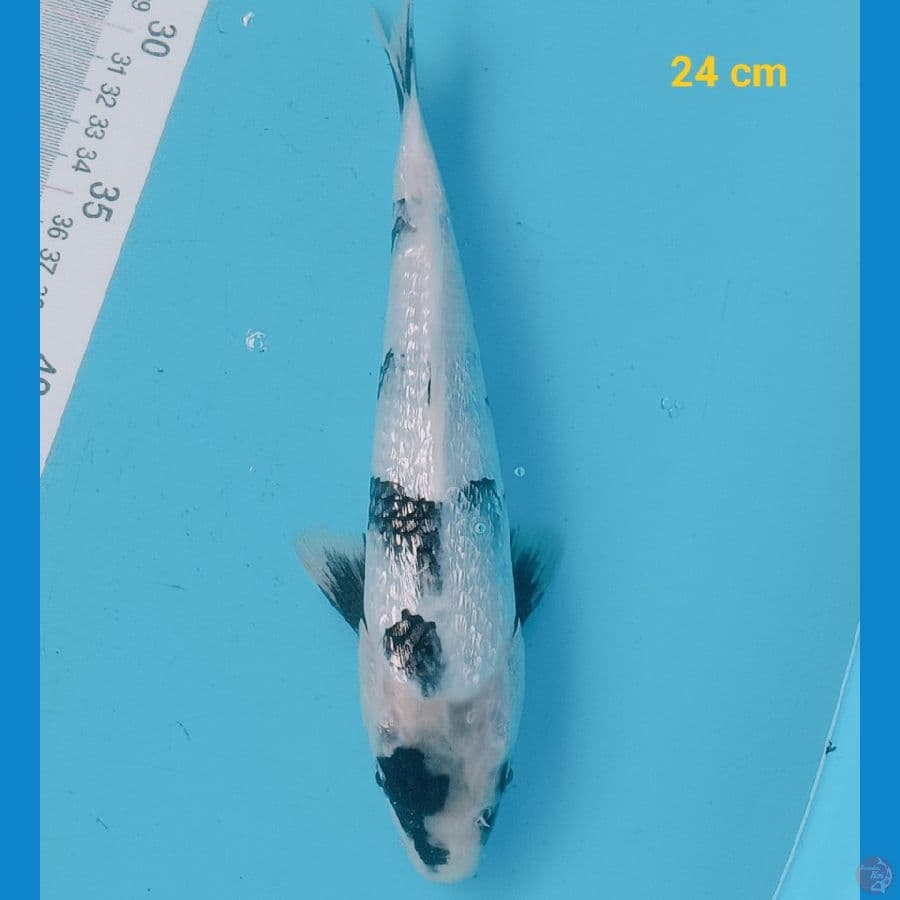 SQ Shiro ginrin 24 cm