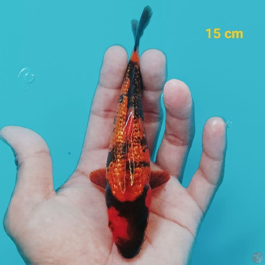 SQ utsuri ginrin 15 cm