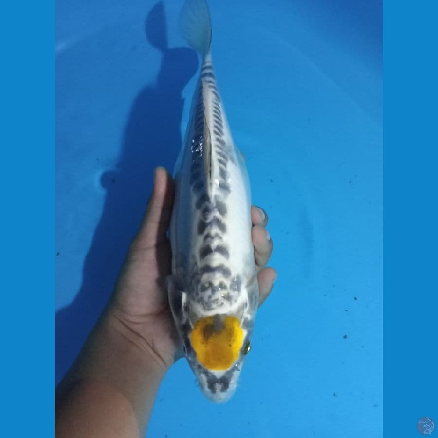 tancho kiko ori 33 cm