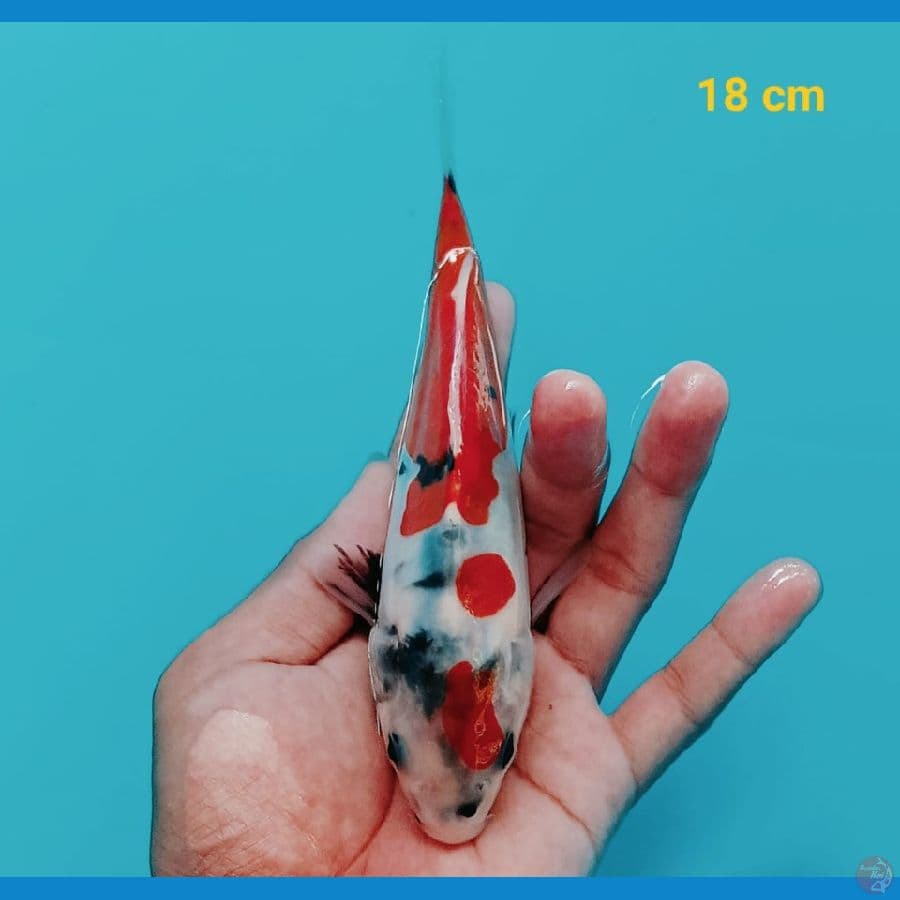 Doitsu Showa Minion HQ | 18 cm | uncheck