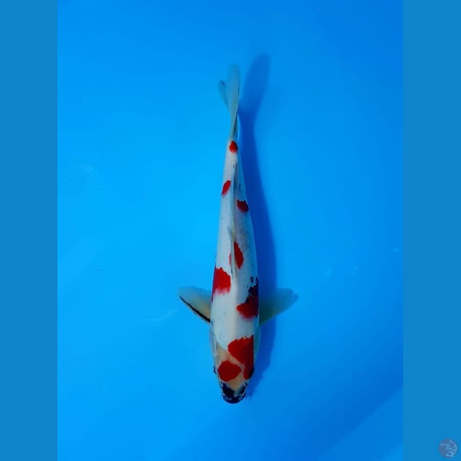 Showa 30 cm male