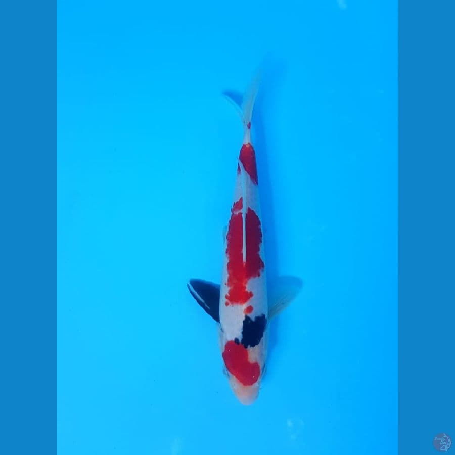 Showa 24 cm male