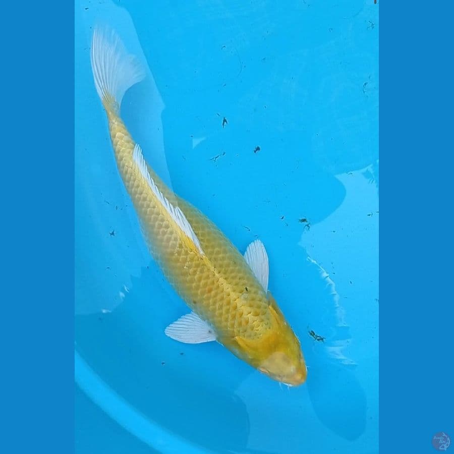 ogon 35 cm