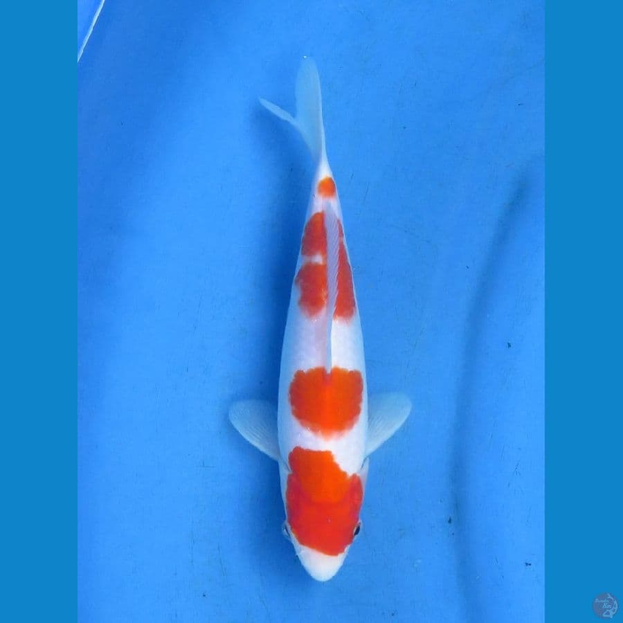 Baby Kohaku Ori
