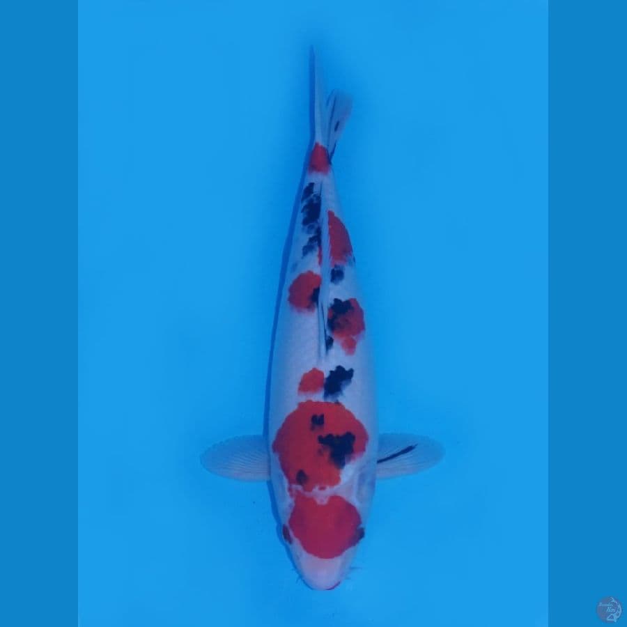 Red Sanke Ori ,