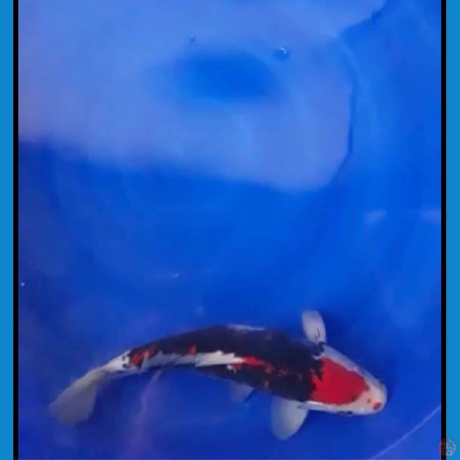 maruten benikumon 30cm