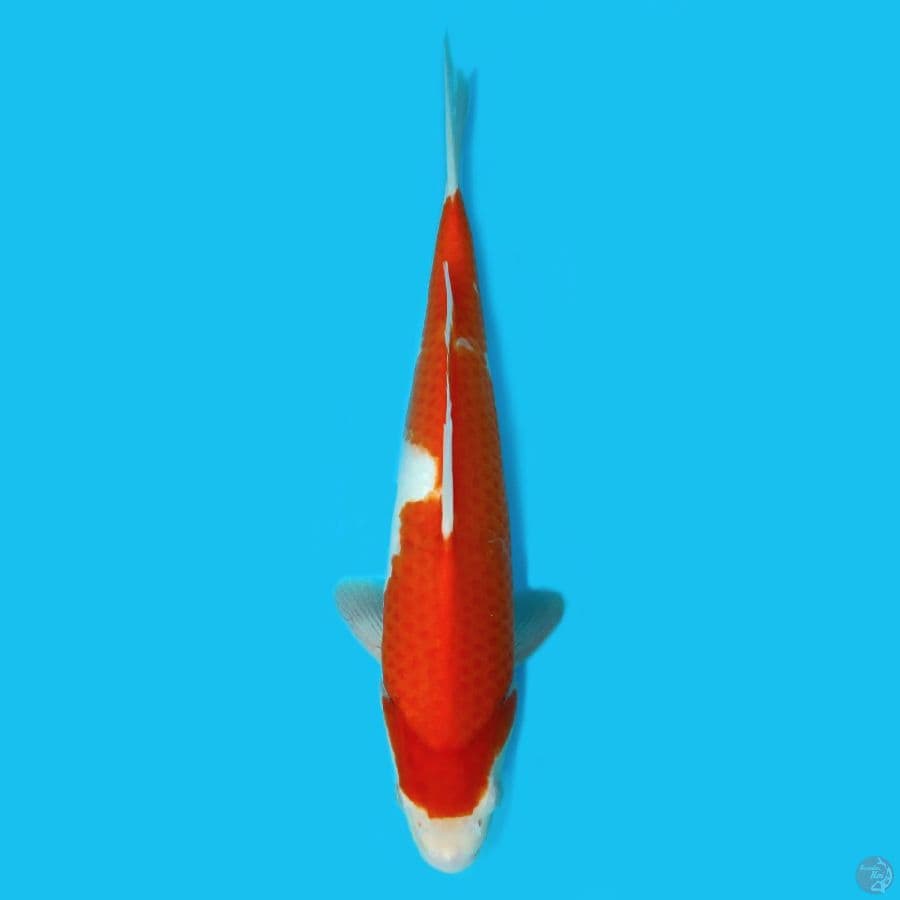 KOHAKU  33CM - MALE