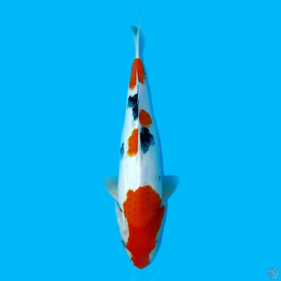 SANKE 34CM - FEMALE