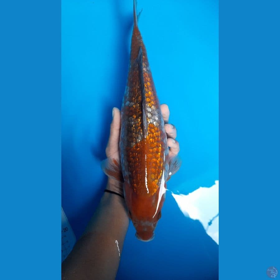 ochiba ginrin 35cm