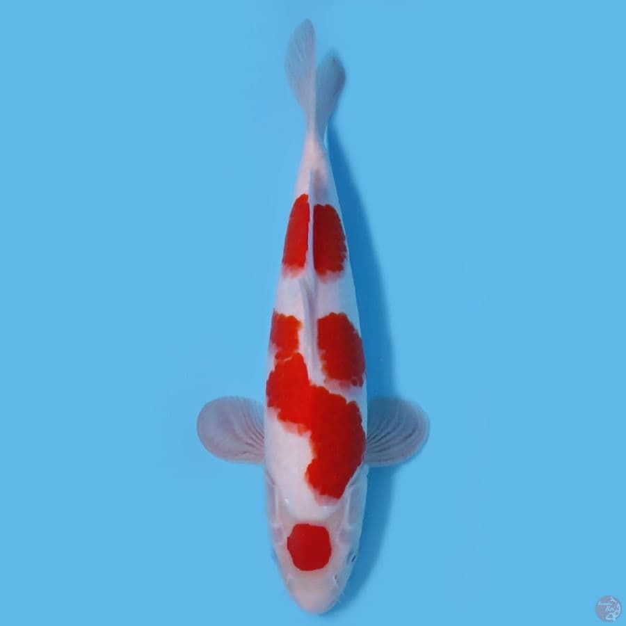 KOHAKU MARUTEN 37CM - FEEMALE