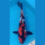 showa male 38 cm