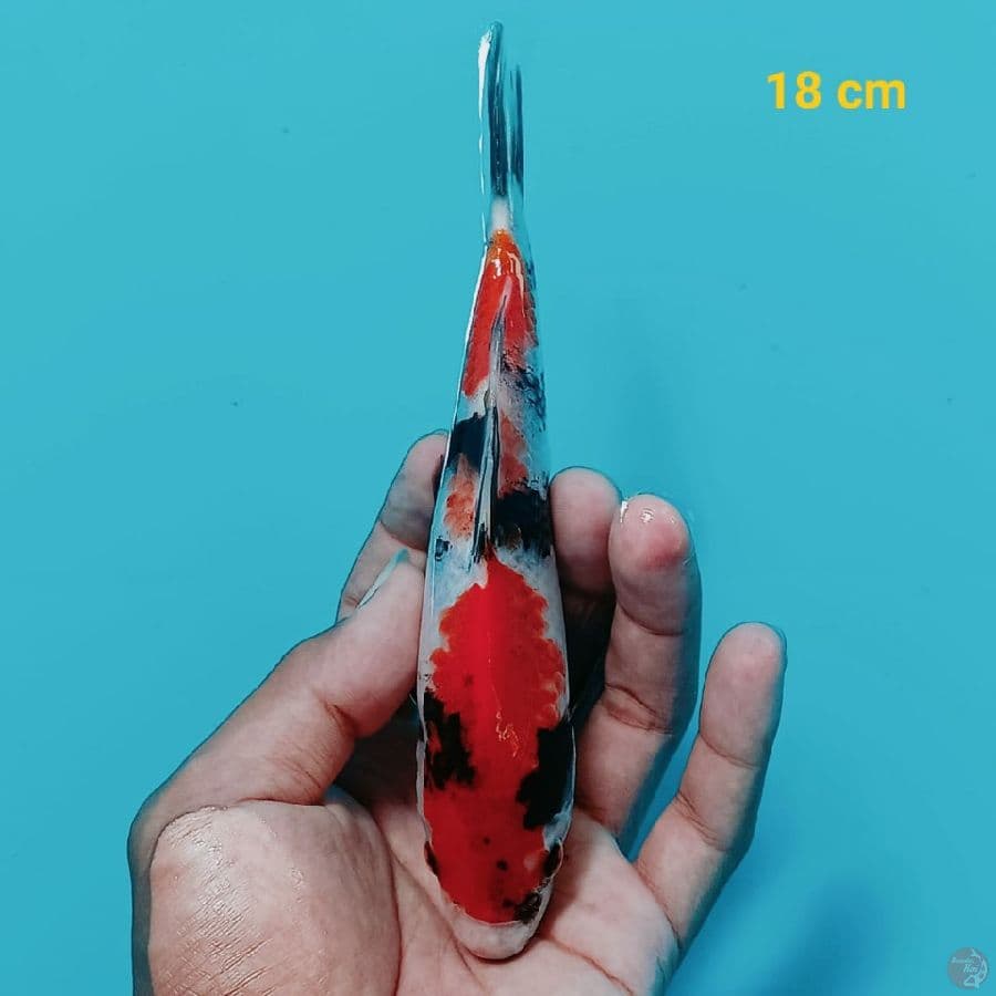 showa 18 cm