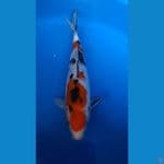 ORIGINAL SANKE 29CM