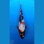 maruten showa 27cm ORI