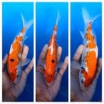 ginrin tategoi showa 23cm