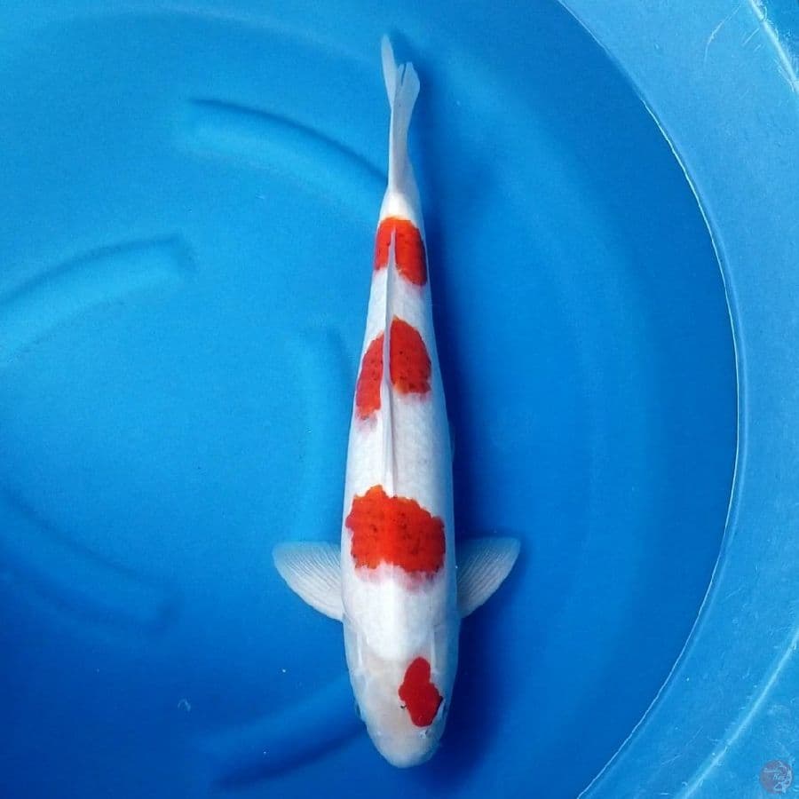 AIGOROMO 50 CM MALE