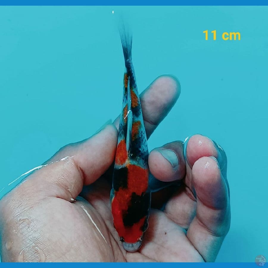 showa 11 cm
