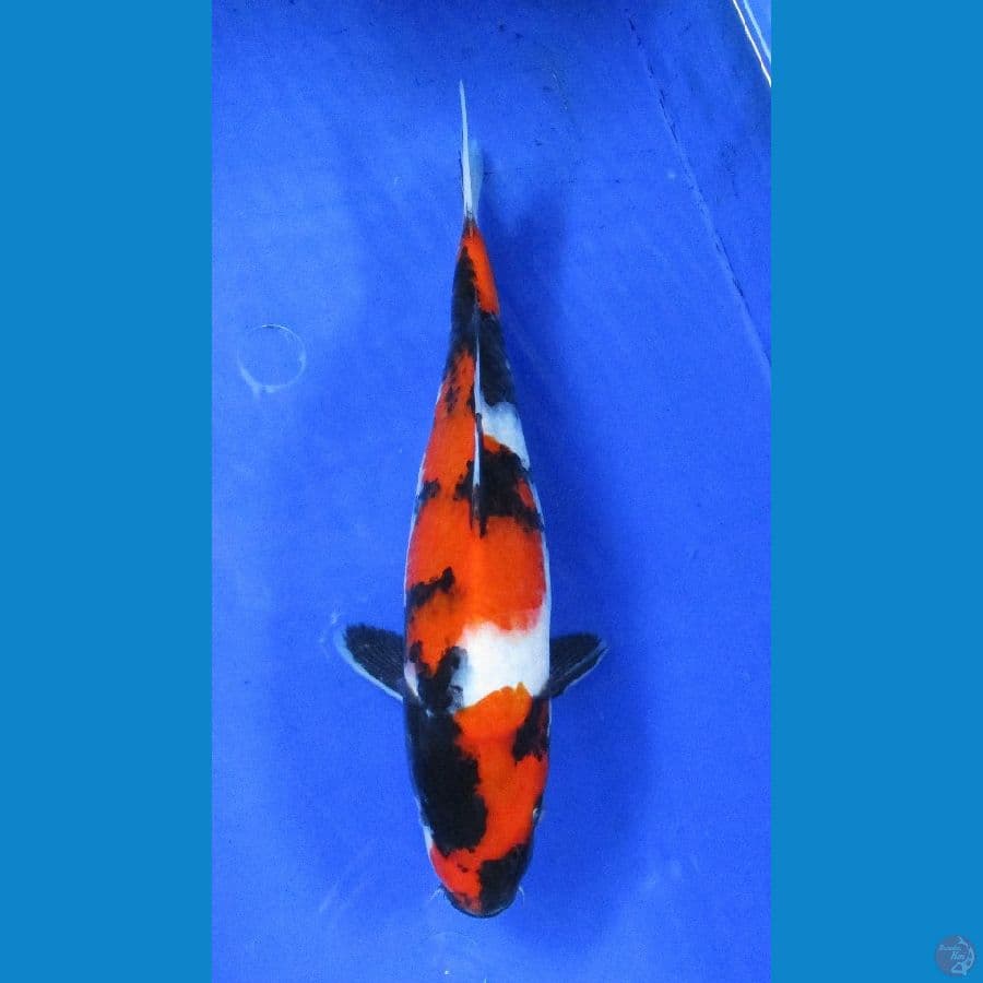 showa sansoku ±30cm