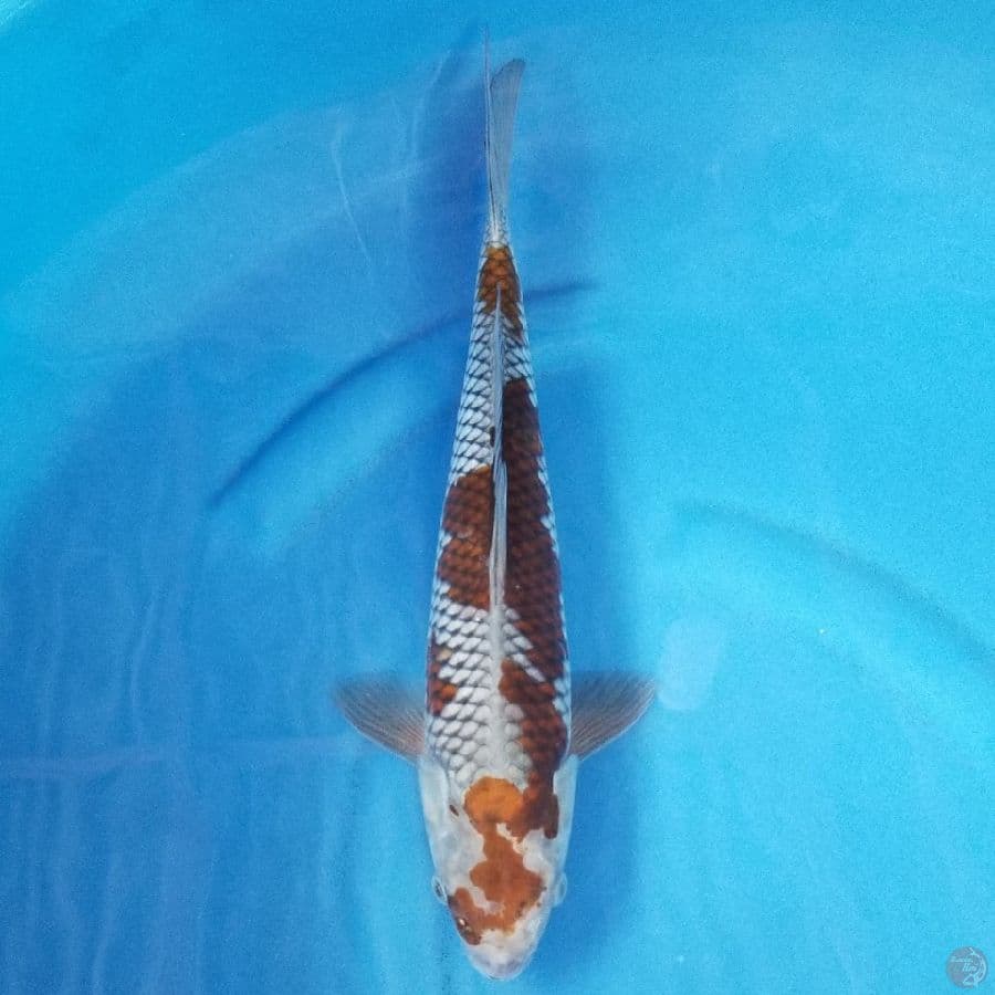 OCHIBA 40 BU MALE