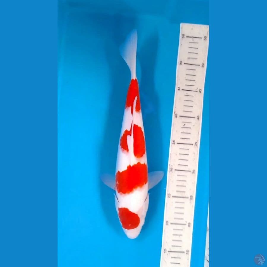 Kohaku 4step Original 35cm (M)