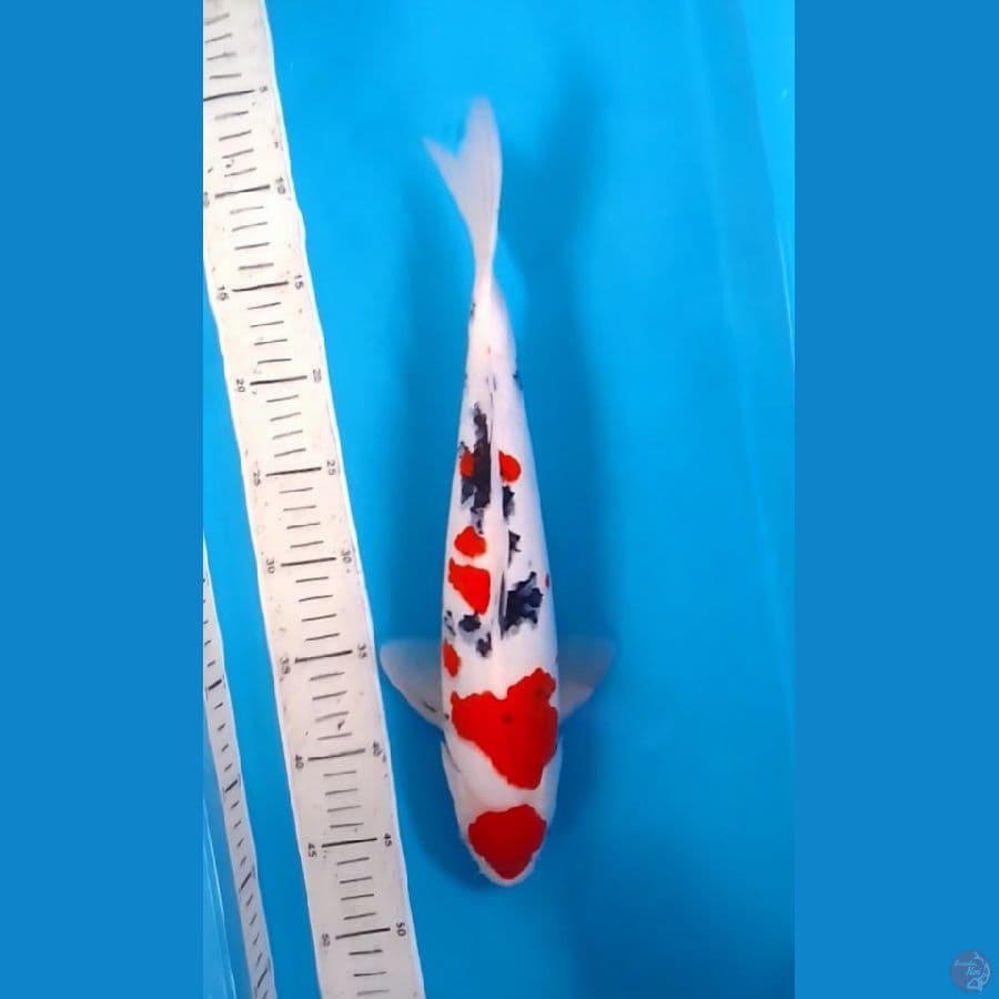 Maruten Sanke 38cm (F)