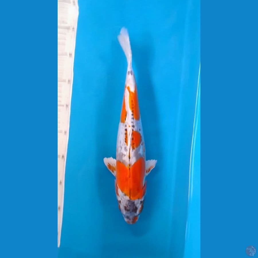 Beni Kikokuryu 3step Original 36cm (F)