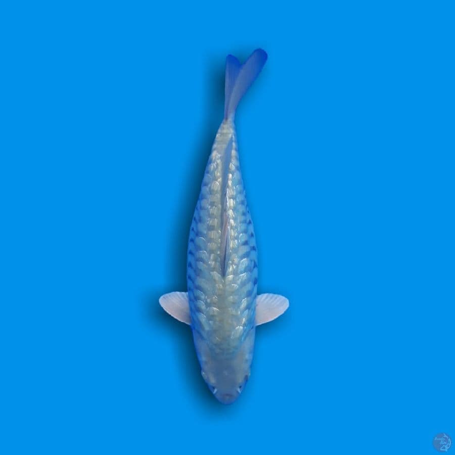 SORAGHOI ARAGOKE 36 CM