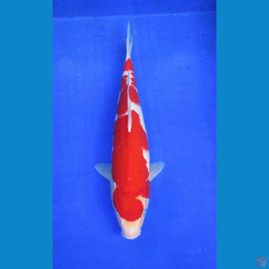kohaku ±32cm