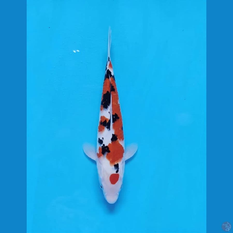 sanke 30 cm male