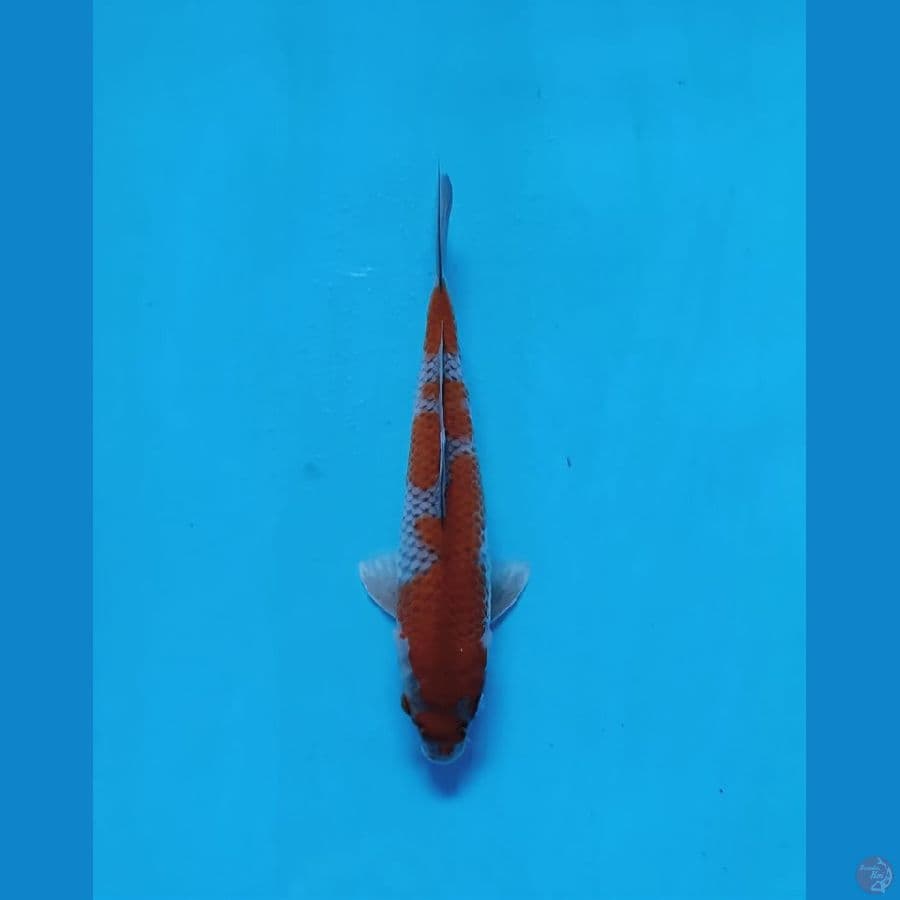 ochiba 26cm