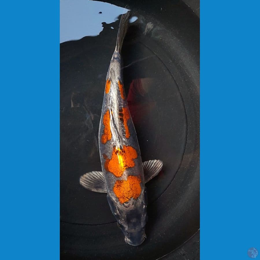 kiko 35cm