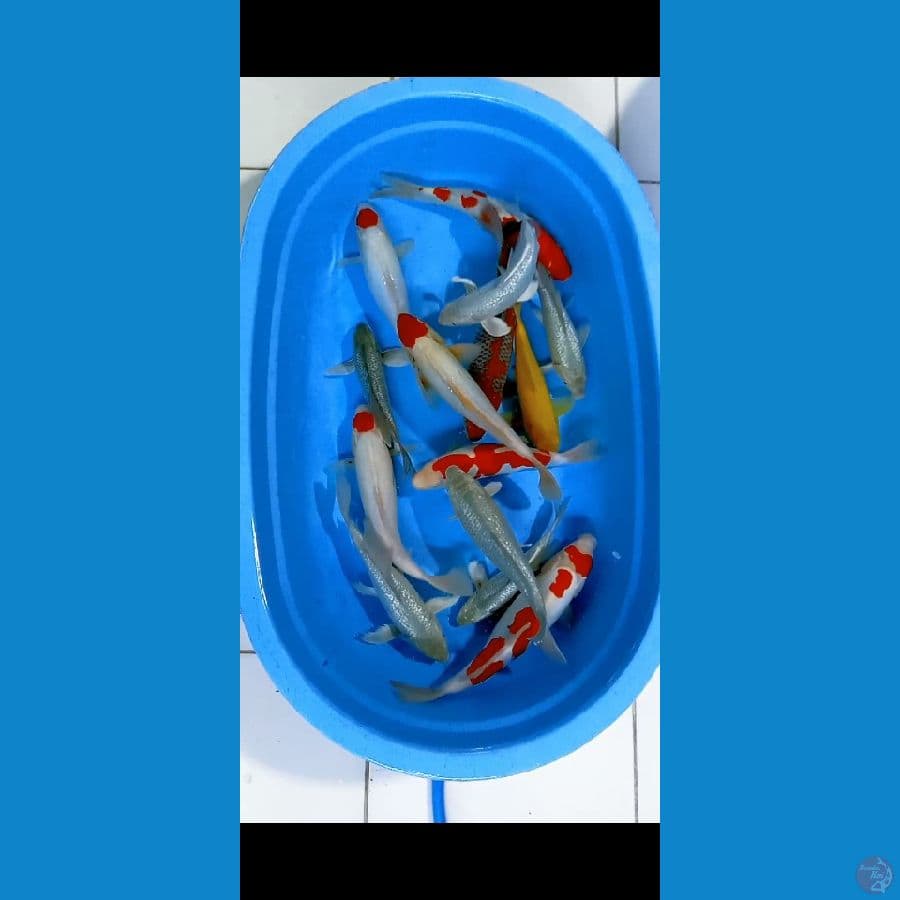 paket MIXS 25-40bu 14pcs