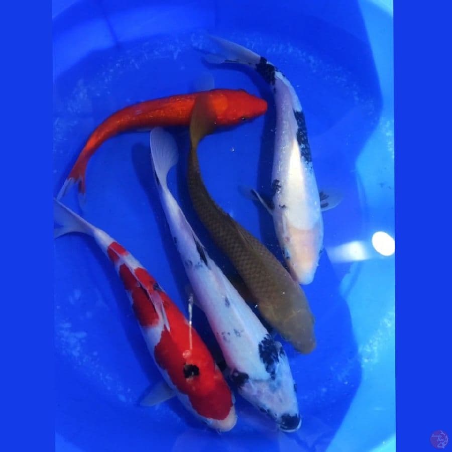 2. PAKET 5 EKOR 28-34 CM