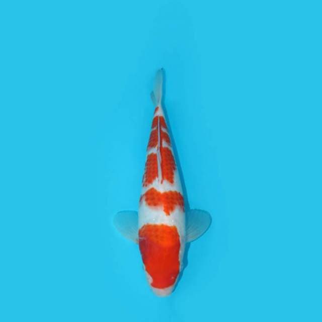 KOHAKU 30 CM