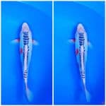 GOOD SHUSUI 25CM