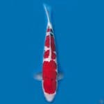 sanke red strong 45 Male