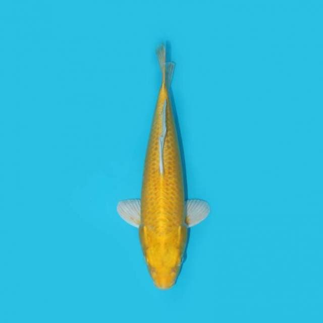 OGON 24 CM