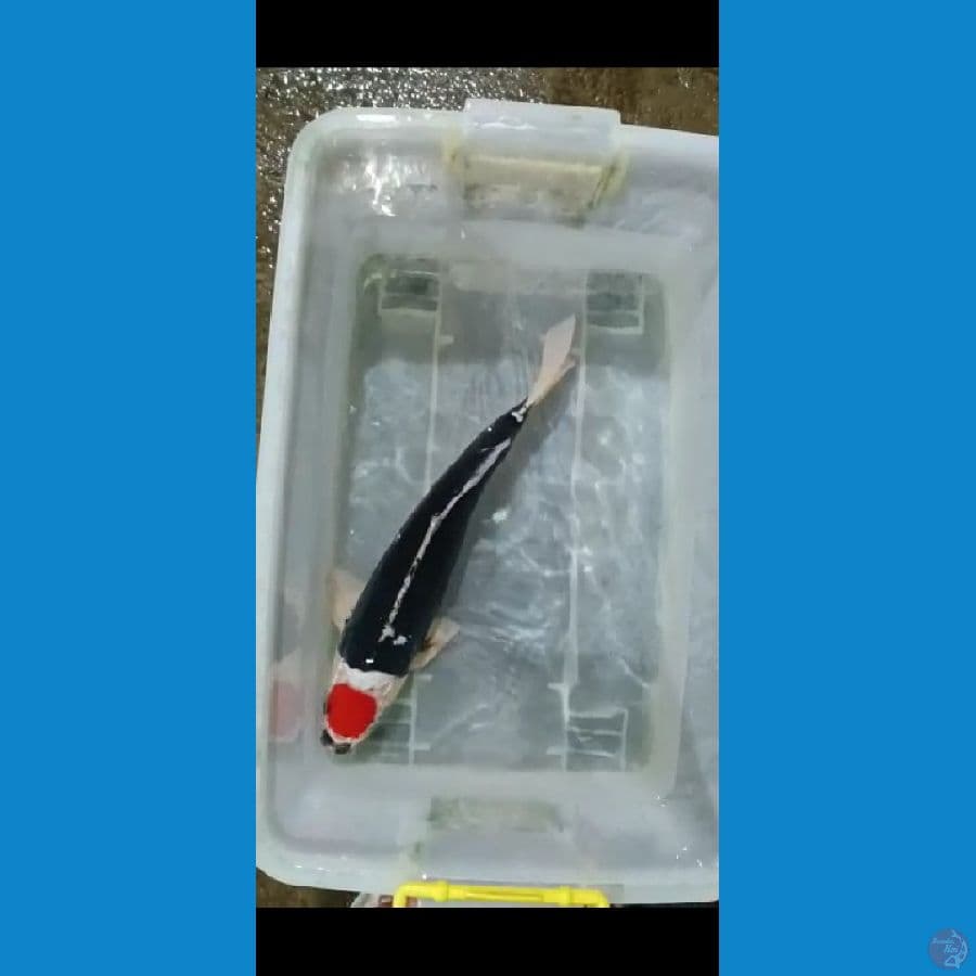 tancho kumonriyu 38 cm