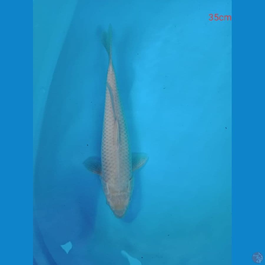 soragoi 35 cm