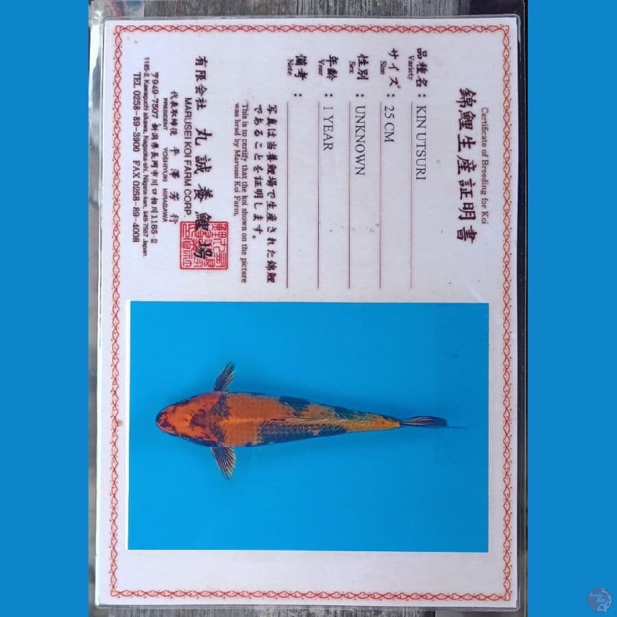 Kin Utsuri Serti Marusei 36cm