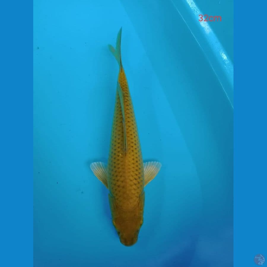 chagoi 32 cm
