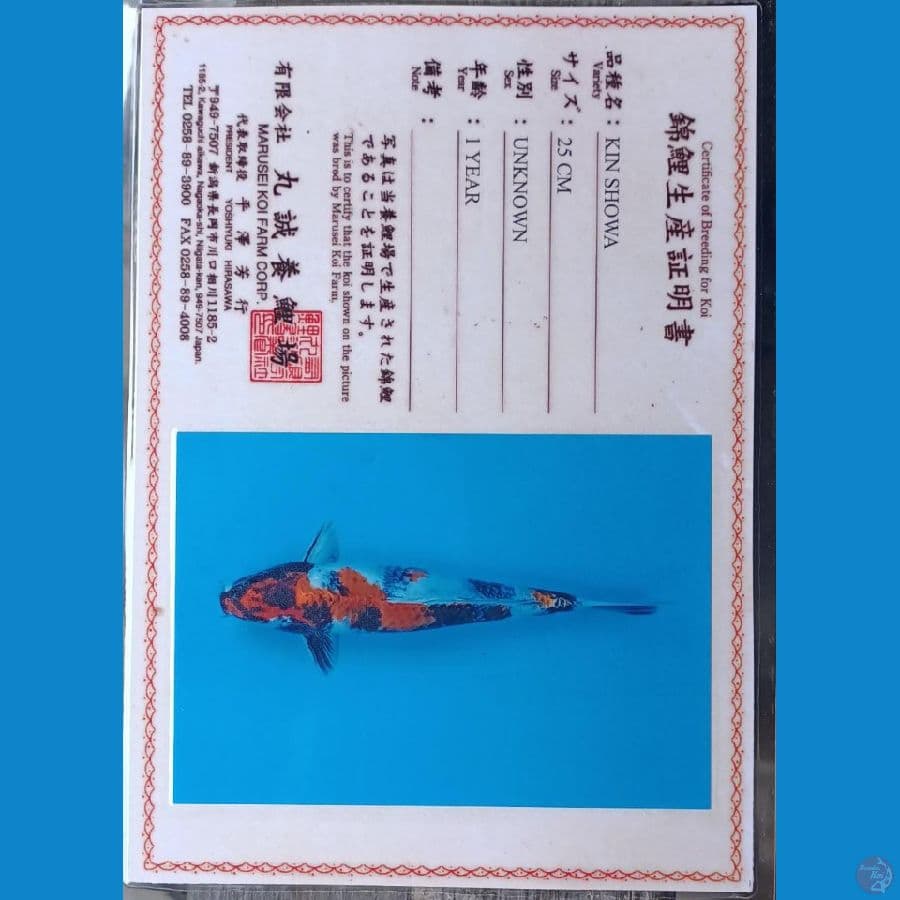 Kin Showa Serti Marusei 33cm