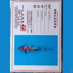 Kin Showa Serti Marusei 33cm