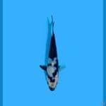 Shiro Utshuri Bahan SQ 12CM
