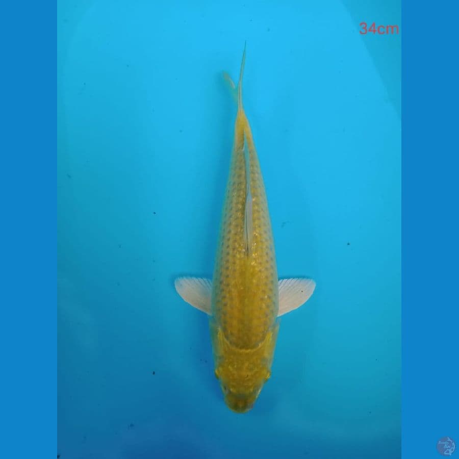 midori 34 cm