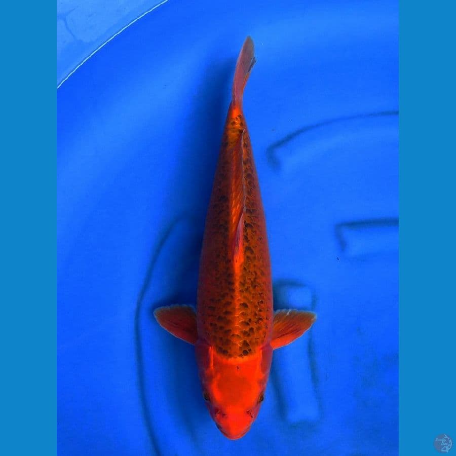 matsuba male F1 47 cm